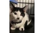 Adopt Addie a Black & White or Tuxedo Domestic Shorthair (short coat) cat in