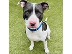 Adopt Blue Jay a White - with Tan, Yellow or Fawn Mixed Breed (Large) / Mixed