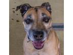 Adopt Buddy a Brown/Chocolate Mixed Breed (Large) / Mixed dog in Titusville