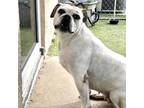 Adopt Holly a White - with Tan, Yellow or Fawn Mixed Breed (Large) / Mixed dog