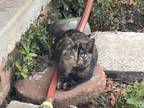 Adopt Cheeto a Tortoiseshell Calico / Mixed (medium coat) cat in Longview