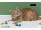 Adopt Macky a Orange or Red Domestic Shorthair / Domestic Shorthair / Mixed cat