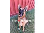 Adopt Pearl a Brown/Chocolate German Shepherd Dog / Mixed dog in Fort Worth