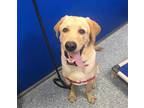 Adopt DOZER a Tan/Yellow/Fawn Labrador Retriever / Mixed dog in Tucson