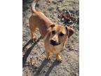 Adopt Kobe a Tan/Yellow/Fawn Dachshund / Mixed dog in Peace Dale, RI (33670854)
