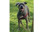 Adopt Nessy a Gray/Silver/Salt & Pepper - with White Pit Bull Terrier / Mixed