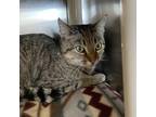 Adopt Kylie a Brown or Chocolate Domestic Shorthair / Domestic Shorthair / Mixed