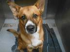 Adopt ARLO a Brown/Chocolate German Shepherd Dog / Mixed dog in Tustin