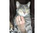 Adopt Willow 2 a Calico or Dilute Calico Domestic Shorthair / Mixed cat in