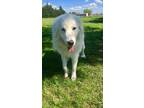 Adopt Luna a White Great Pyrenees / Mixed dog in Mart, TX (33670627)
