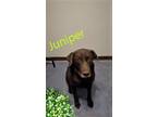 Adopt Juniper a Brown/Chocolate Labrador Retriever / Mixed dog in Niagara Falls