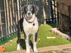 Adopt Petey a Black - with White Hound (Unknown Type) / Mixed dog in Niagara