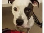 Adopt Grog a White - with Brown or Chocolate American Pit Bull Terrier / Mixed