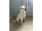 Adopt Rory a Tan/Yellow/Fawn Labrador Retriever / Mixed dog in Columbia