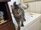 Adopt Jay a Brown or Chocolate Domestic Longhair / Domestic Shorthair / Mixed