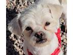 Adopt Chalky a Terrier, Border Terrier