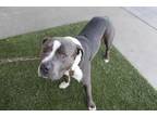 Adopt CAPTAIN a Pit Bull Terrier
