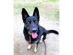 Adopt R248603 a German Shepherd Dog