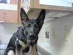 Adopt A806421 a German Shepherd Dog