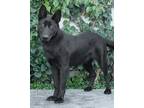 Adopt Madison von Macken" a German Shepherd Dog