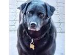 Adopt Bernard #4863 a Black Labrador Retriever, Dachshund