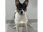 Adopt Willow 2 a Jack Russell Terrier