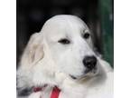 Adopt Bailey Blueberry a Great Pyrenees
