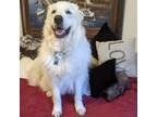 Adopt Lilo a Great Pyrenees