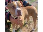 Adopt CHYANNE a Pit Bull Terrier