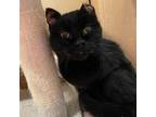 Adopt Dew - Foster a Domestic Short Hair