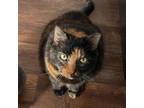 Adopt Muffin - Foster a Domestic Short Hair