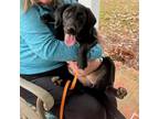 Adopt Georgia "Gemma" Mona Pup a Labrador Retriever, Mixed Breed