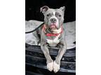 Adopt Phoebe a Pit Bull Terrier