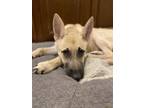 Adopt Bailey a German Shepherd Dog, Mixed Breed