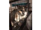 Adopt Mable Rose a Dilute Calico