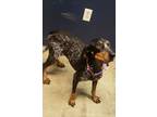 Adopt Fancy a Bluetick Coonhound