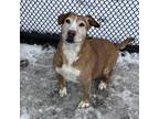 Adopt Scully a Basset Hound, Mixed Breed