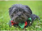 Adopt Teddy a Yorkshire Terrier, Miniature Schnauzer
