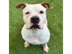 Adopt Penelope a American Staffordshire Terrier, Mixed Breed