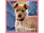 Adopt Honey a Labrador Retriever, Jack Russell Terrier