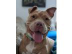 Adopt Rusty a Pit Bull Terrier