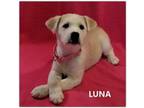 Adopt Luna a Labrador Retriever