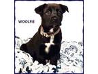 Adopt Woolfie a Labrador Retriever