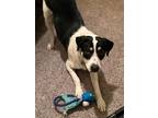 Adopt Nellie a Border Collie, Great Pyrenees