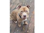 Clyde, Staffordshire Bull Terrier For Adoption In Fond Du Lac, Wisconsin