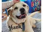 Adopt Hank (Senior Boxer Mix) a Boxer, Labrador Retriever