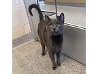 Domestic Shorthair For Adoption In Columbia, Illinois