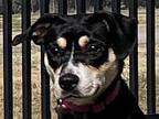 Bryony, Terrier (unknown Type, Medium) For Adoption In Wichita, Kansas