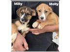Adopt Milly & Molly a German Shepherd Dog, Mixed Breed