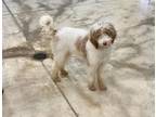 Adopt Nicklaus a Goldendoodle